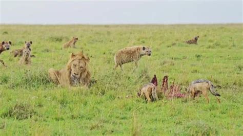 Male Lion Hyena Killer 的图像结果