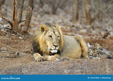 Asiatic Lion or Panthera Leo Persica, Resting in the Forest at Gir ...