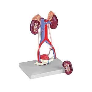 Premium Human Kidney Bladder Model with Arteriovenous Urinary System ...