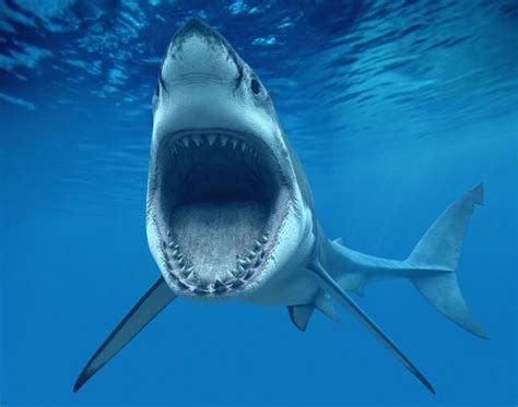 巨齿鲨--地球上曾出现过的最强大海洋掠食者之一 - 哔哩哔哩