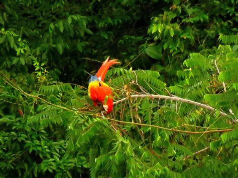 Wildlife In Belize