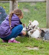 Image result for Raising Wild Rabbits for Meat