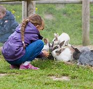 Image result for Feeding Wild Rabbits