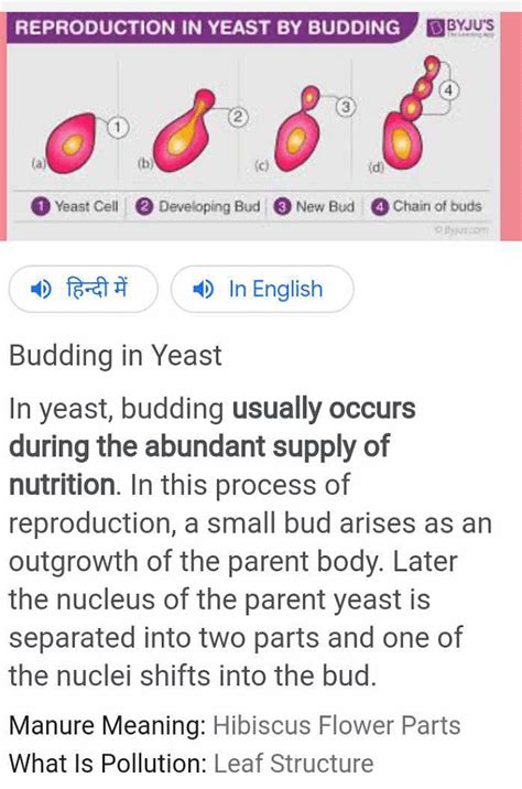Budding in yeast with process and diagram? | EduRev Class 10 Question