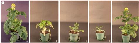 Genetic Variation in Morphology, Seed Quality and Self-(in ...