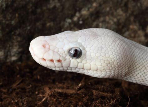Snake Mouth Rot: Symptoms, Causes, and Treatment | PetMD
