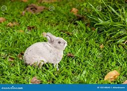 Image result for Cute Gray Bunnies