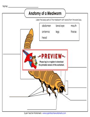 Mealworm Anatomy Labeling Worksheet - Blank Fillable Template | Fill ...