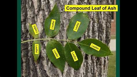 Ash Tree Identification Guide 的图像结果