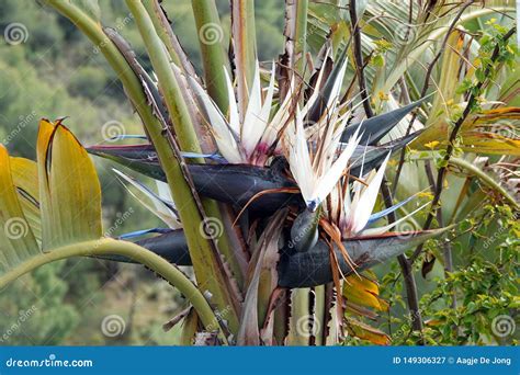 White Blue Bird of Paradise Plant in Andalusia, Spain Stock Image ...