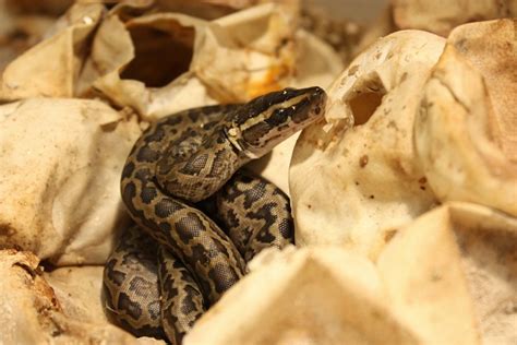 African Rock Python Baby 的图像结果
