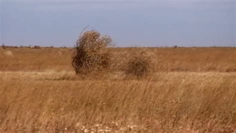 Tumbleweed Connection 的图像结果