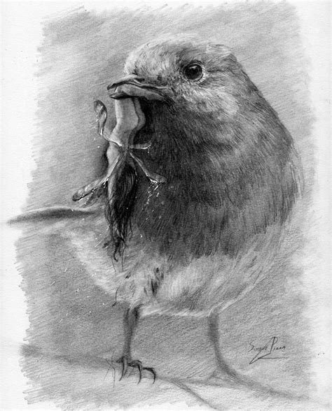 WARNING, SENSITIVE CONTENT -The robin's prey- Tip for a good drawing ...