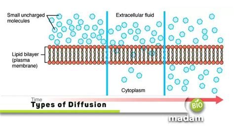 Types of Diffusion 的图像结果
