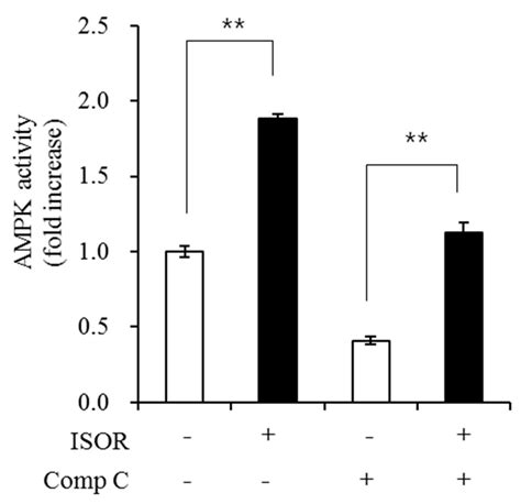 Effects of Isorhamnetin on Adipocyte Mitochondrial Biogenesis and AMPK ...
