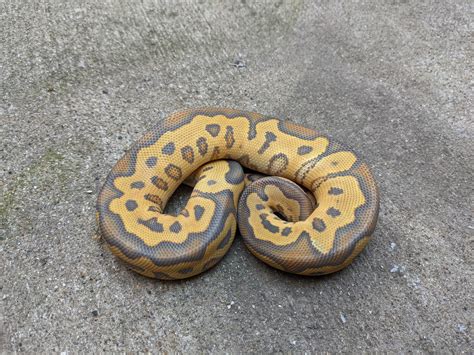 Image result for Most Expensive Ball Python Morph