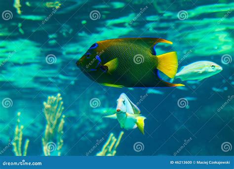 Image result for Colorful Angelfish