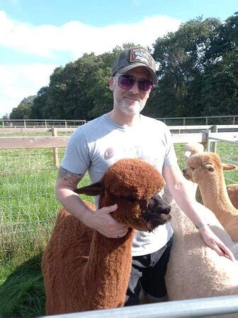 ACTON HILL ALPACAS (Newcastle-under-Lyme) - What to Know Before You Go