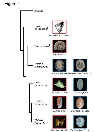 Image result for Extraction of Protein From Snail Shell