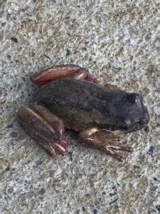 Image result for Frog Jordan Amphibia