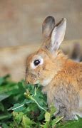 Image result for Make Your Own Rabbit Toys
