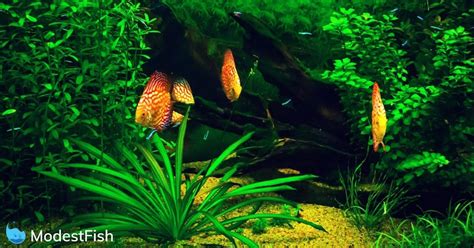 Image result for Fish Tank Substrate