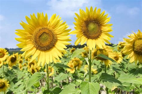 Growing Sunflowers How To Grow And Care For Sunflower Plants The ...
