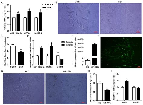 MicroRNA-106a-5p Inhibited C2C12 Myogenesis via Targeting PIK3R1 and ...
