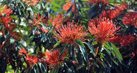 Unveil Australia’s Native Gem: A Bush Ablaze with Tiny Purple Blooms