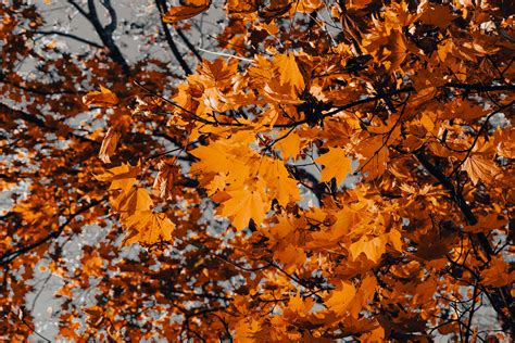 Cushing Memorial Park -- Autumn on Behance