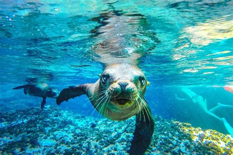 2025 Coronado Island Adventure, snorkeling & picnic on the beach ...