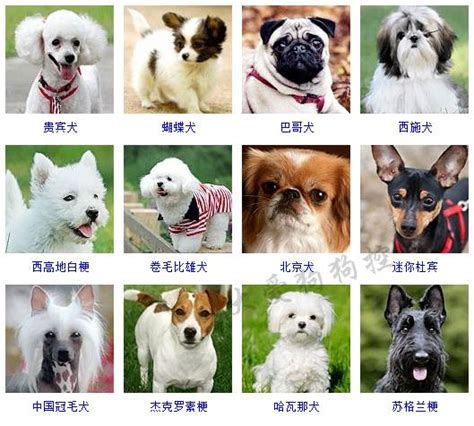 178种狗狗品种大全，原来按体型、智商都是这么分