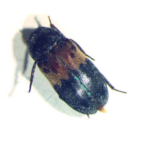 Larder Beetles Control & Treatment | Pest Library | Orkin Canada