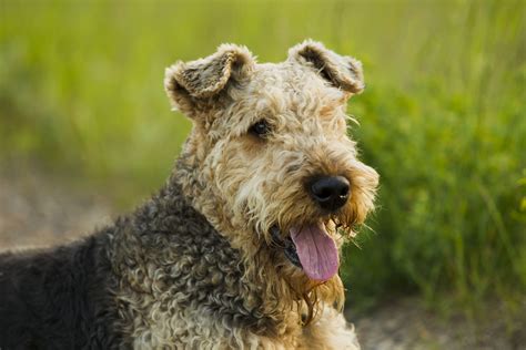 Curly Haired Dog Breeds Hypoallergenic at Nathan Brodzky blog