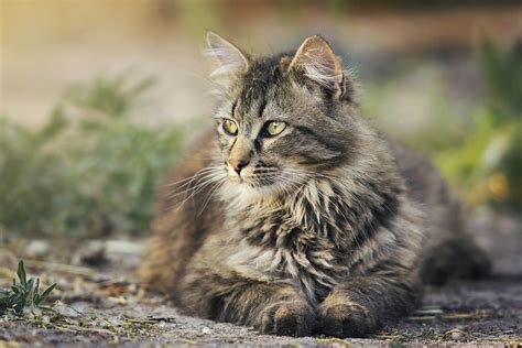 Top Rated East Stroudsburg Veterinarian - Smithfield Animal Hospital