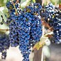 Image result for grapevines