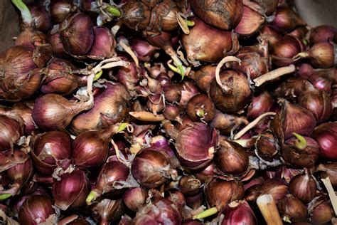 EGYPTIAN WALKING ONION SETS (Red Bulbs For Seed) - Non-GMO Plant ...