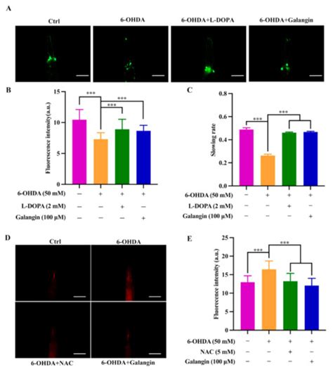 Galangin Exhibits Neuroprotective Effects in 6-OHDA-Induced Models of ...