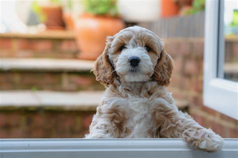 10 Week Old Cockapoo 的图像结果