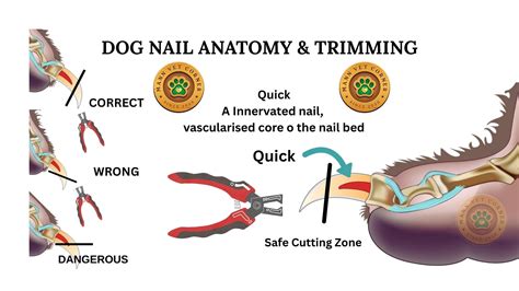 Soaking A Dog’s Nails Before Trimming (Here’s How To Do It Safely)