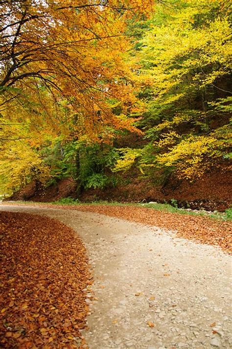 秋天公园茂盛树木高清摄影图片_大图网图片素材