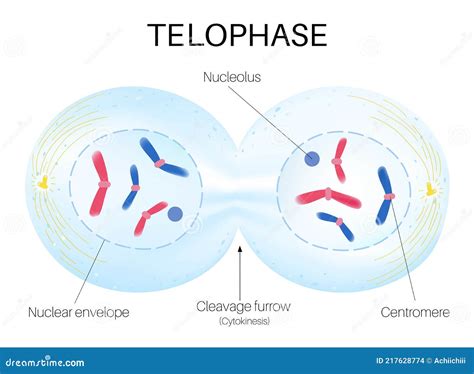 Meiosis In Telophase Stage. The Process Of Cell Division And Production ...