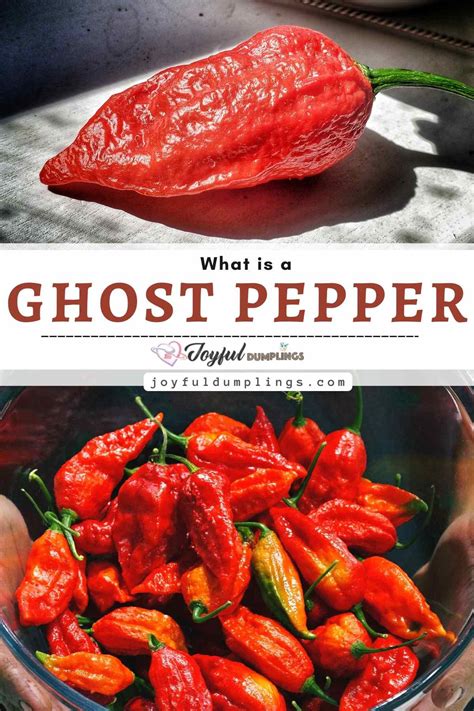 Ghost Pepper (Bhut Jolokia): What Is It? » Joyful Dumplings