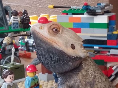 Playing with legos and my bearded dragon Blackbeard • /r/aww | Bearded ...
