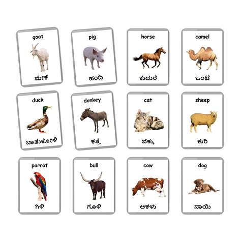 Funny Animals With Funny Sayings In Kannada