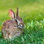 Image result for Indoor Wild Rabbit