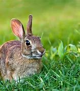 Image result for Funny Wild Rabbit
