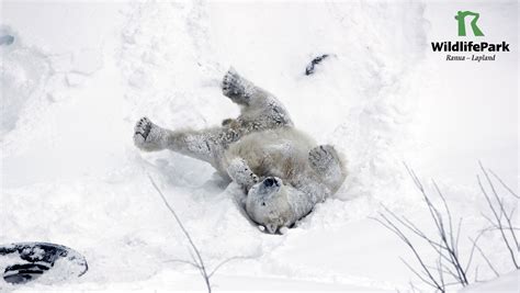 Polar Bear Ranua Zoo 的图像结果
