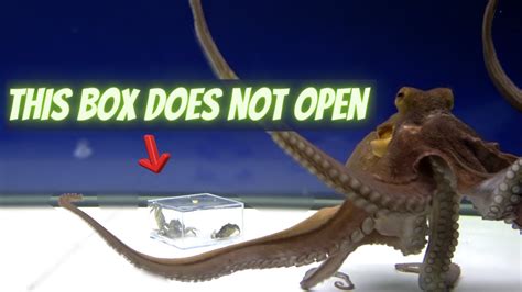 Image result for Octopus Problem Solving YouTube