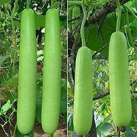 DNR AGENCIES, 20 Seeds Dwarf Hybrid Drumstick Moringa Oleifera Short ...